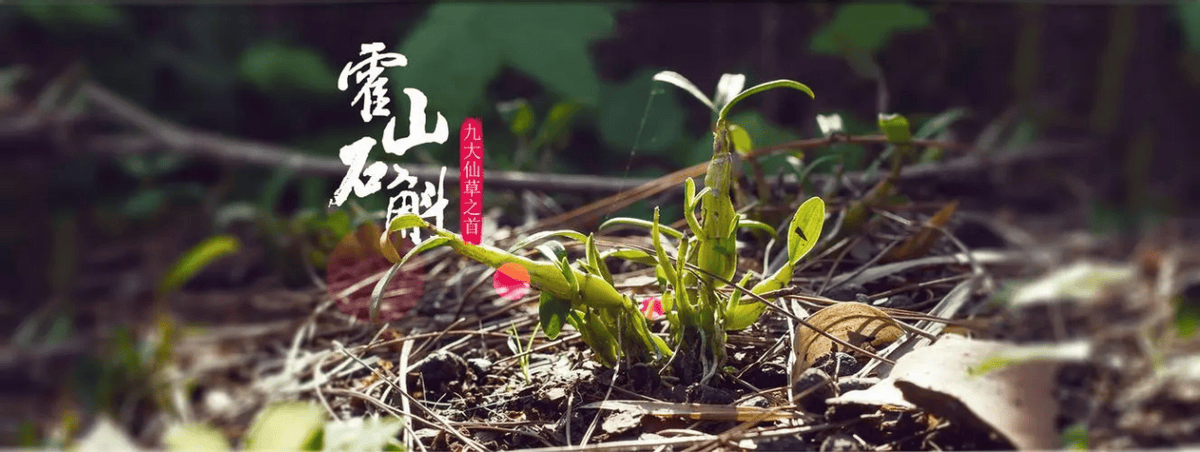 霍山石斛多少钱一斤，野生新鲜石斛多少钱一斤