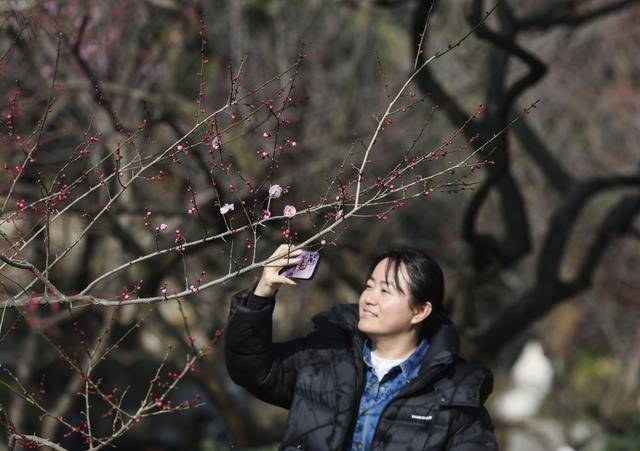 十里梅花香雪海 万株鲜花迎立春